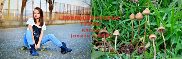 PSILOCYBIN Алексеевка