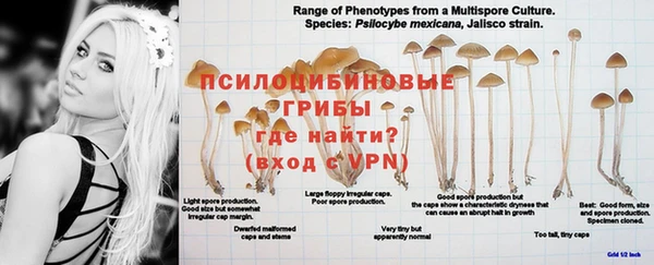 PSILOCYBIN Алексеевка