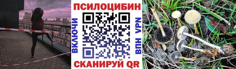 Галлюциногенные грибы Psilocybe  Курчалой 