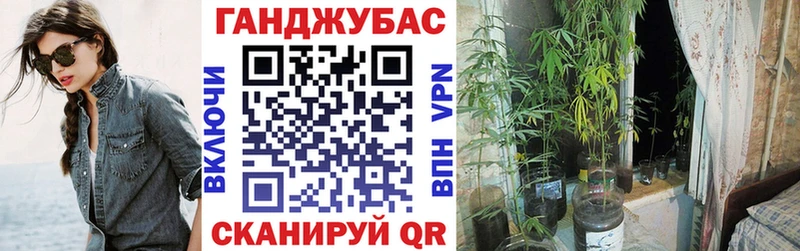 МЕГА маркетплейс  Курчалой  Каннабис сатива 